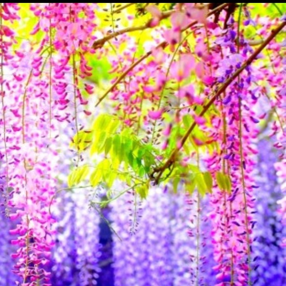 Make me an offer, I love them. Let's make a deal! - Picture 5 of 5